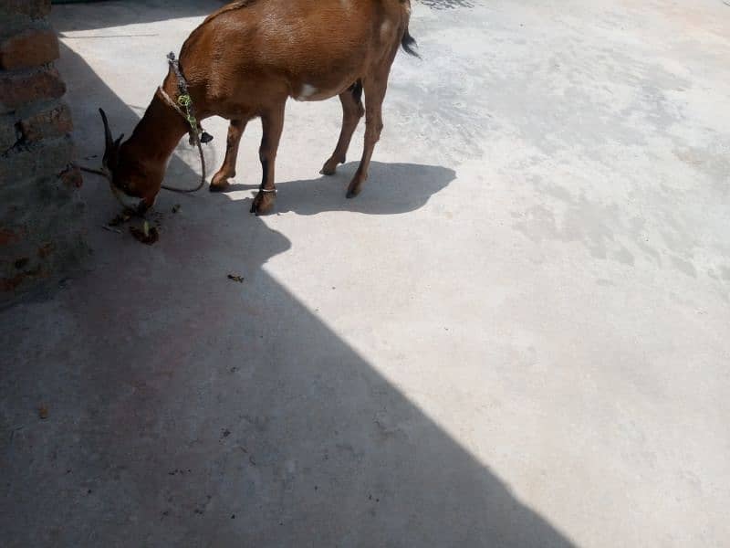 goat with two kids 1