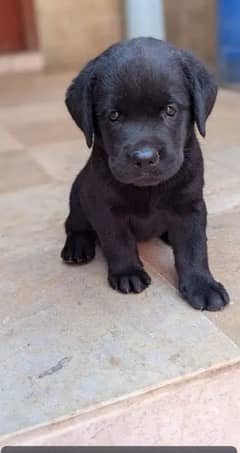 Blck Labrador female