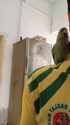 Ringneck Full Hand tame & Talking Parrot