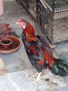 Pure Aseel Sindhi  breeder male for sale