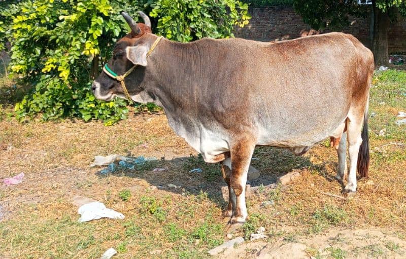 Cow for sale 0