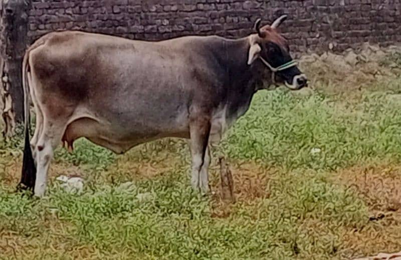 Cow for sale 1