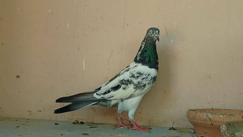 Tedddy kabootar/pigeon 4