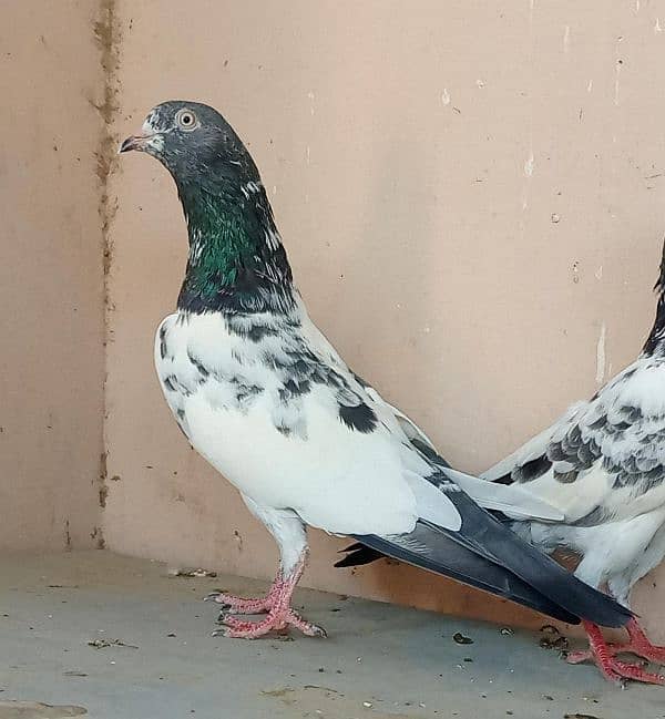 Tedddy kabootar/pigeon 5