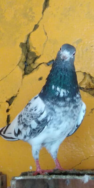 Pigeon 3