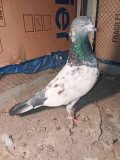 pigeon