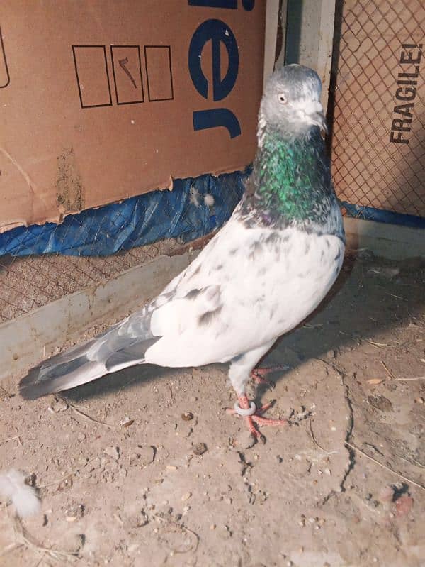 pigeon for sale 2