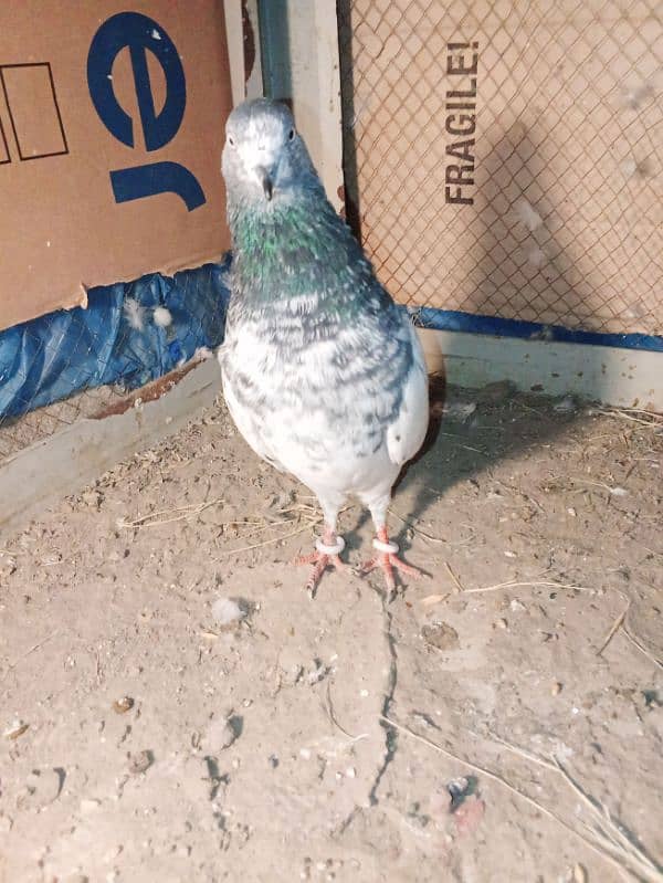 pigeon for sale 1