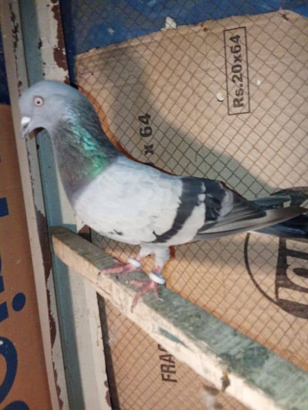 pigeon for sale 3