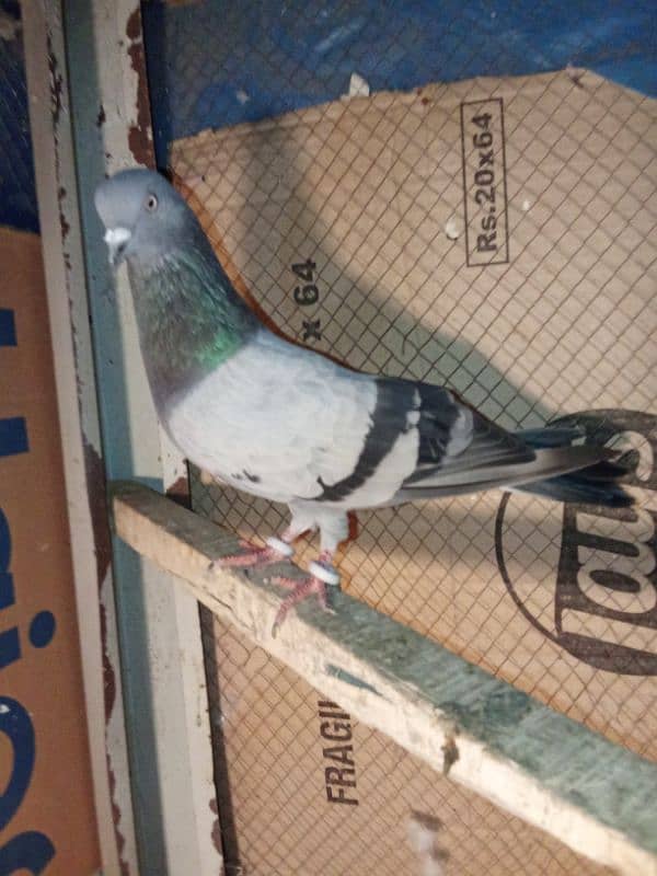 pigeon for sale 4