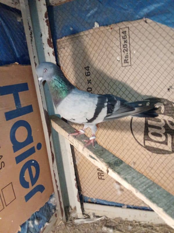 pigeon for sale 5