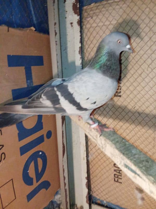 pigeon for sale 6