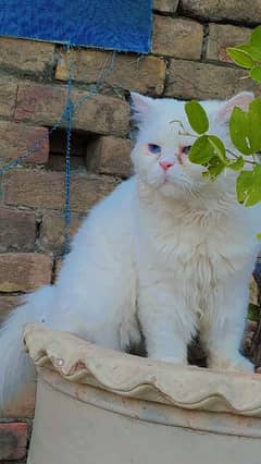 Persian cat /double coat/punch face cat