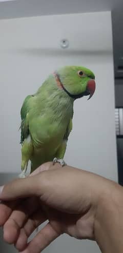 Ringneck hand tame Male