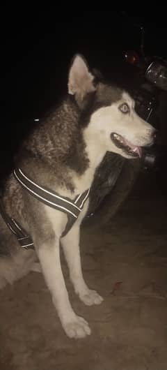 ak dum original siberian huskey 8 month ka bacha