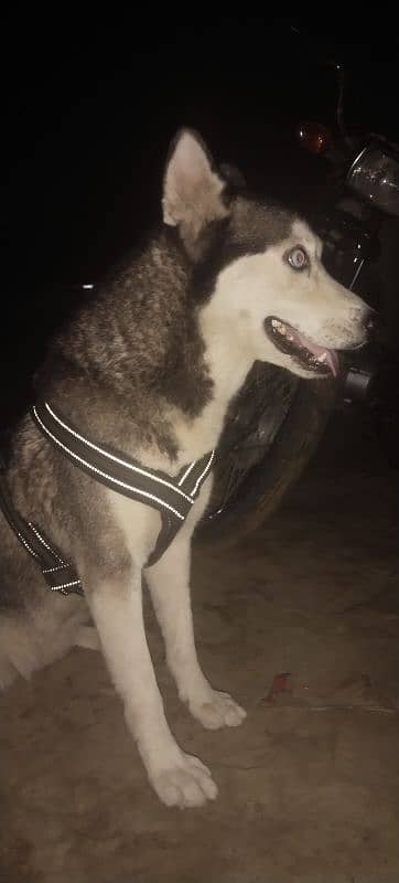 ak dum original siberian huskey 8 month ka bacha 0