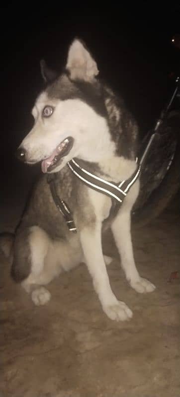 ak dum original siberian huskey 8 month ka bacha 1