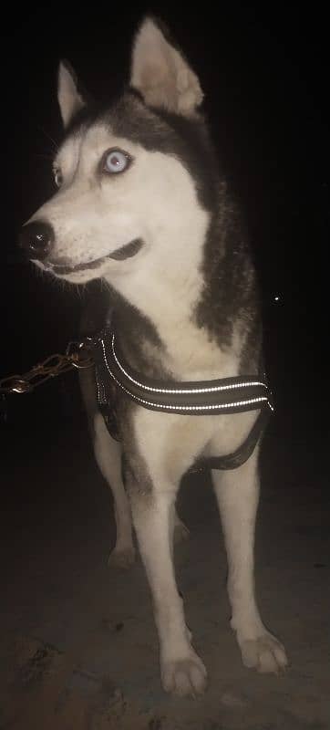 ak dum original siberian huskey 8 month ka bacha 4