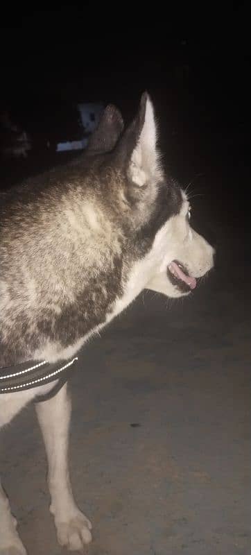 ak dum original siberian huskey 8 month ka bacha 5