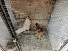 white hen aseel heera young age broader male & female for sale