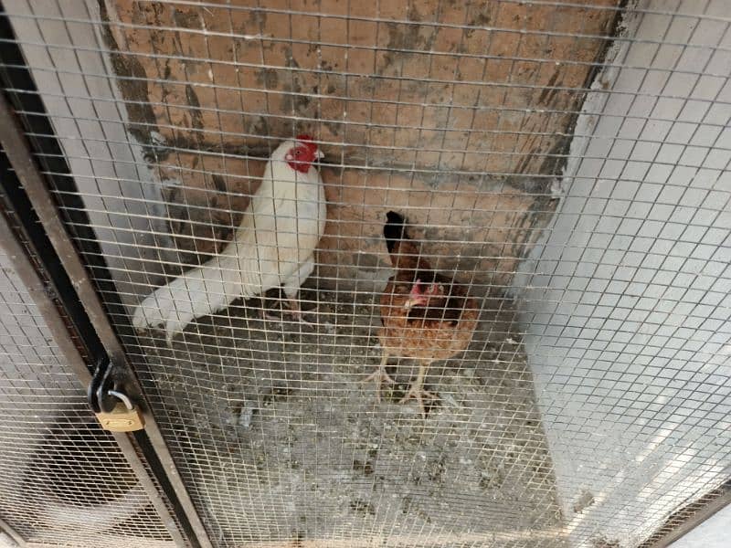 white hen aseel heera young age broader male & female for sale 1