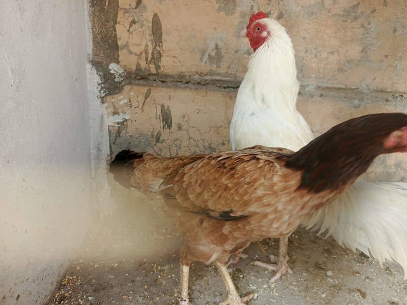 white hen aseel heera young age broader male & female for sale 2