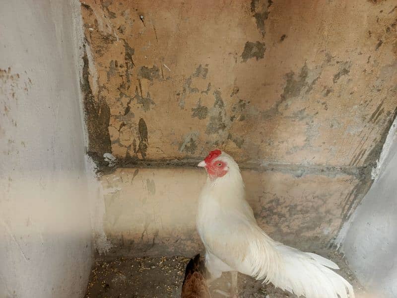 white hen aseel heera young age broader male & female for sale 3