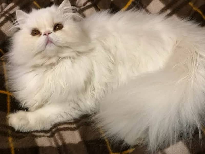 Persian Male punch face males For stud 0|3|2|4|1|4|6|2|0|6|9 whatsapp 0