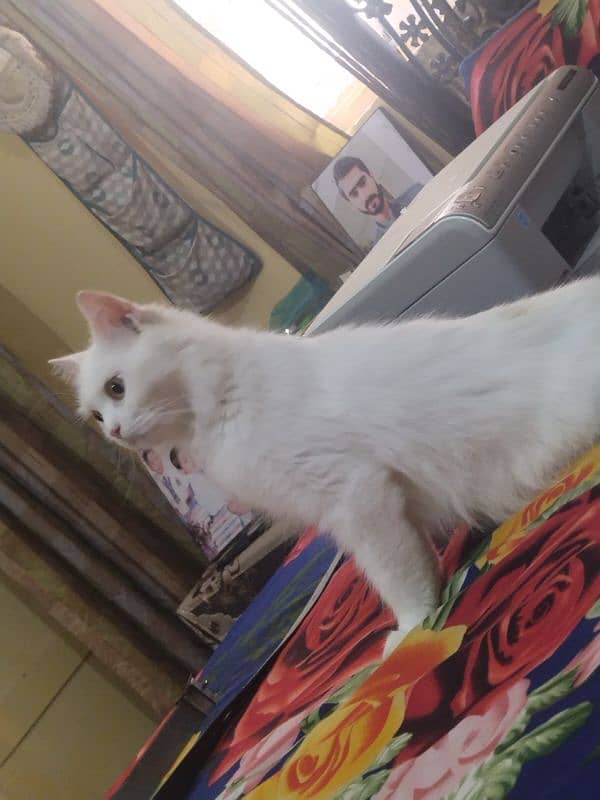 Persian cat for sale female 0