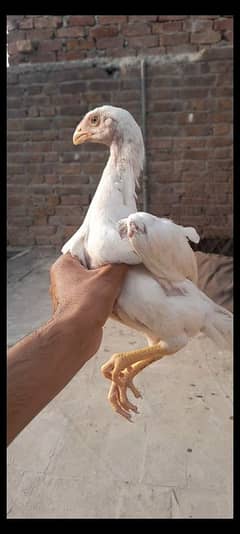 king white oh shamo chicks for sale 03096360200