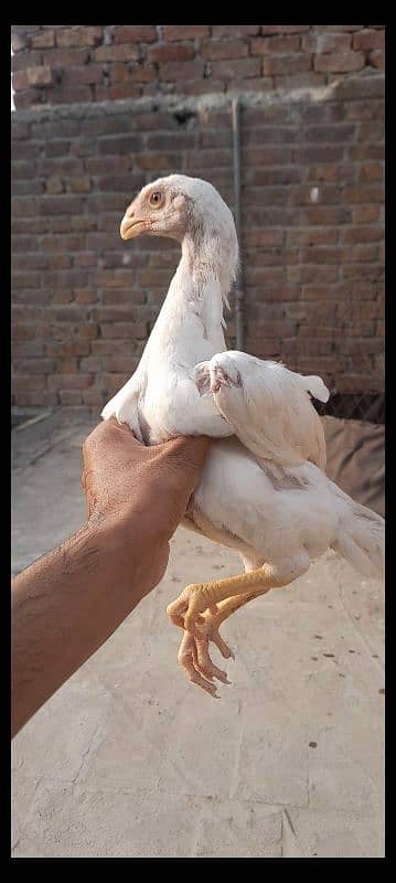 king white oh shamo chicks for sale 03096360200 0