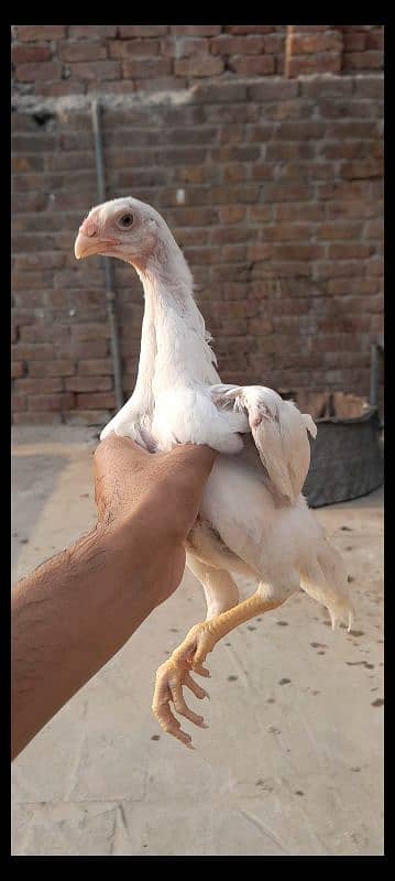 king white oh shamo chicks for sale 03096360200 1