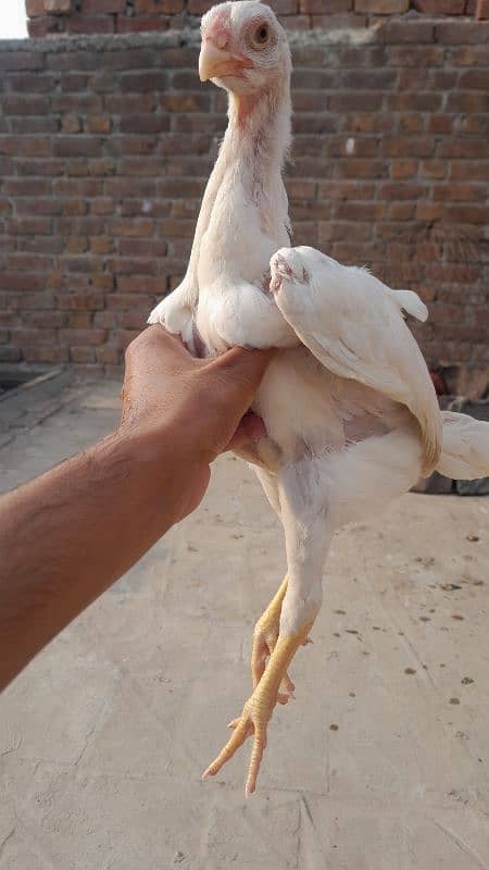 king white oh shamo chicks for sale 03096360200 2