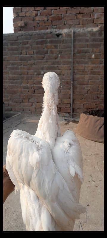 king white oh shamo chicks for sale 03096360200 3