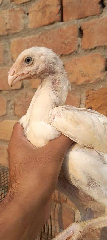 king white oh shamo chicks for sale 03096360200 4