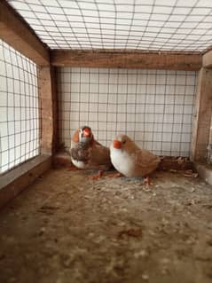 Orange zebra finches pairs