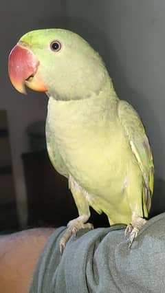 Raw male parrot talking and tame contect# 0321.7242445