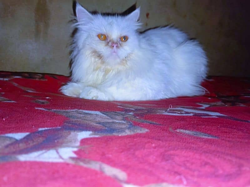 good punch white cat for sale 0