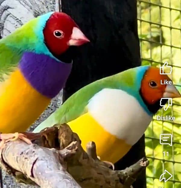 Lady Gouldian &  Parson French Breeding Pair 2