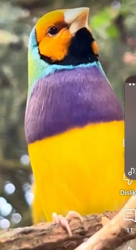 Lady Gouldian &  Parson French Breeding Pair 4