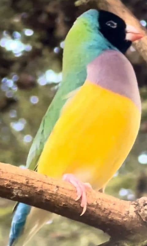 Lady Gouldian &  Parson French Breeding Pair 6