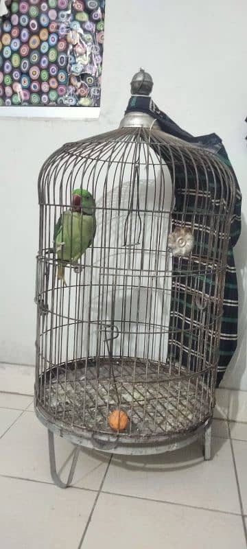 Pahari Male with cage 0