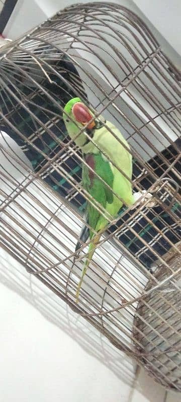 Pahari Male with cage 6