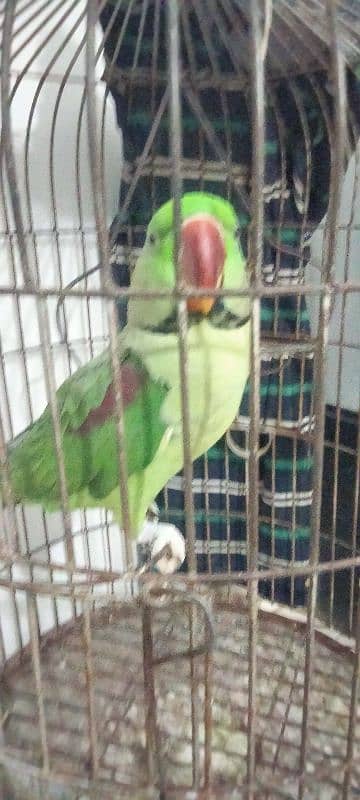 Pahari Male with cage 8