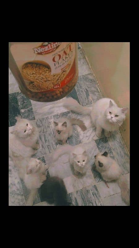 Persian kittens 1