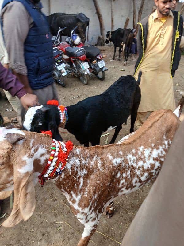 desi bakri 0