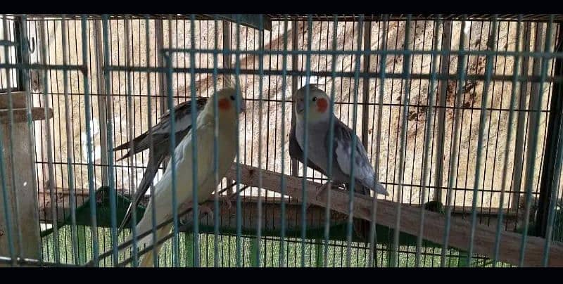 Adult trio Cockatiel 1 pair of lutino love birds with cage 0