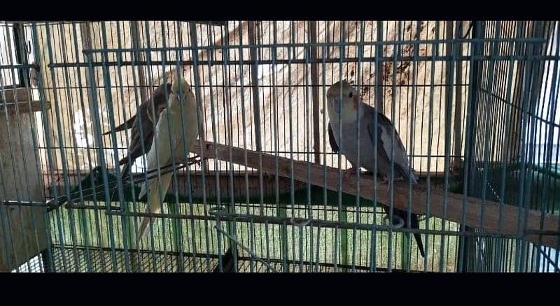 Adult trio Cockatiel 1 pair of lutino love birds with cage 1