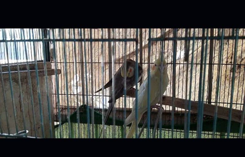 Adult trio Cockatiel 1 pair of lutino love birds with cage 2