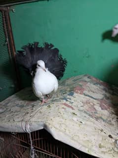 Black fantail female